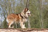 CHIEN FINNOIS DE LAPONIE 294
